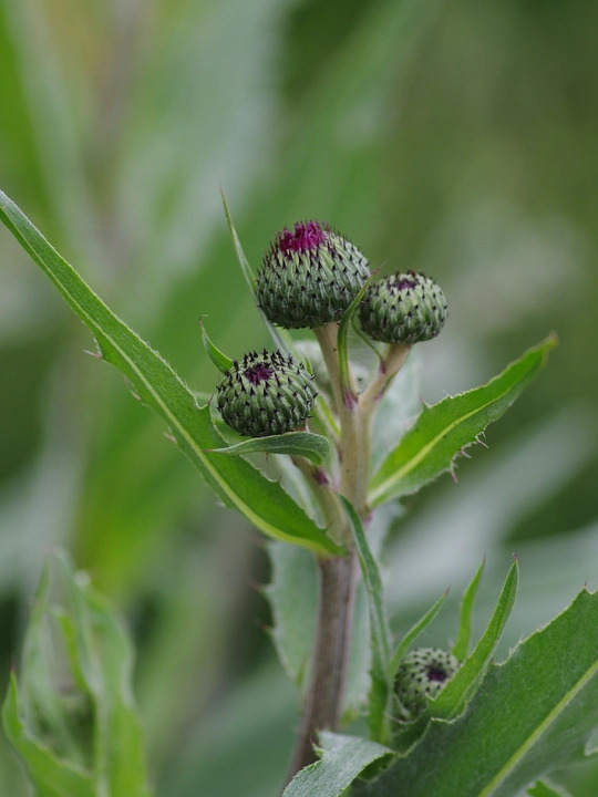 Cirsium tuberosum silver form 