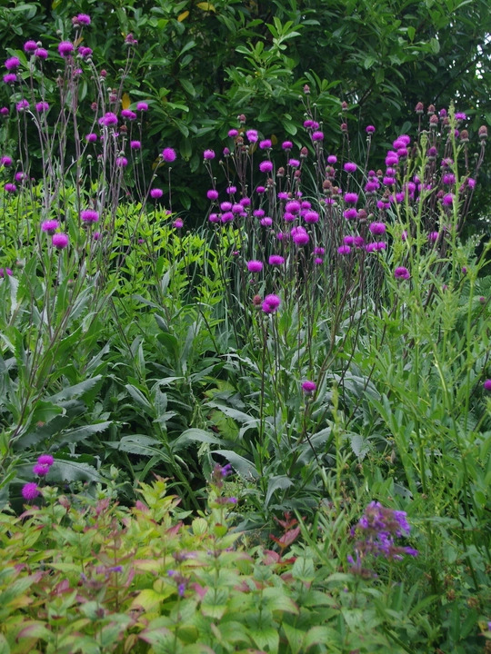 Cirsium tuberosum silver form 
