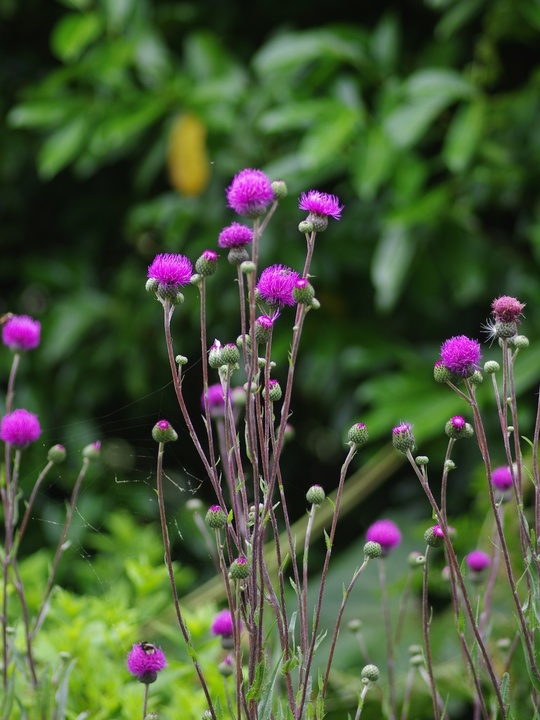 Cirsium tuberosum silver form 