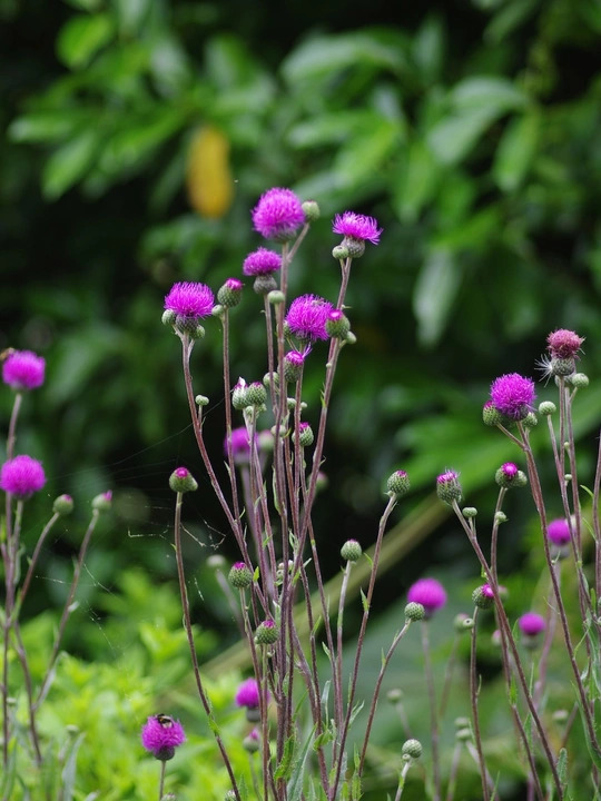 Cirsium tuberosum silver form 