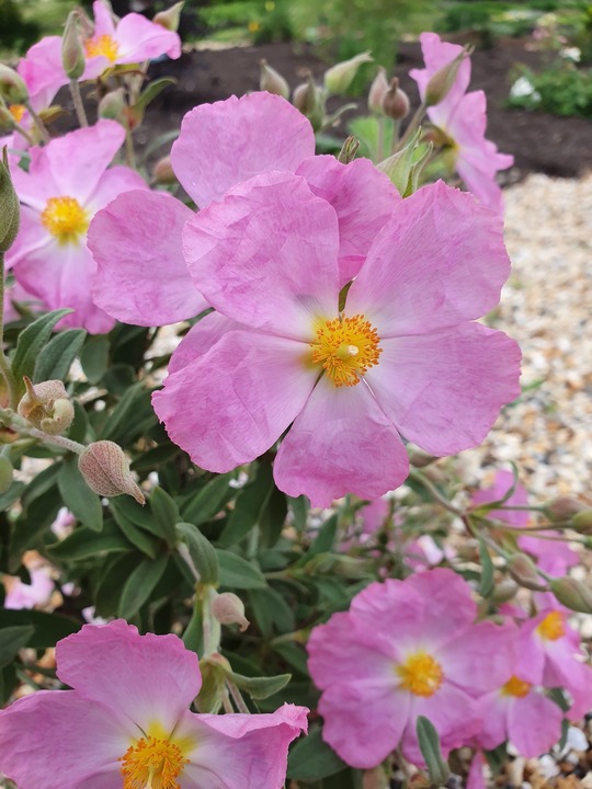 Cistus × bornetianus 'Jester'