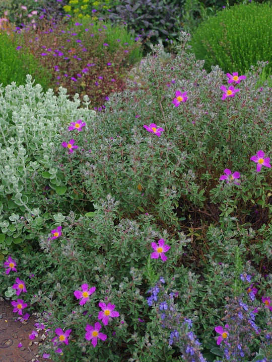 Cistus creticus subsp. creticus