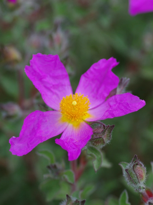 Cistus creticus subsp. creticus
