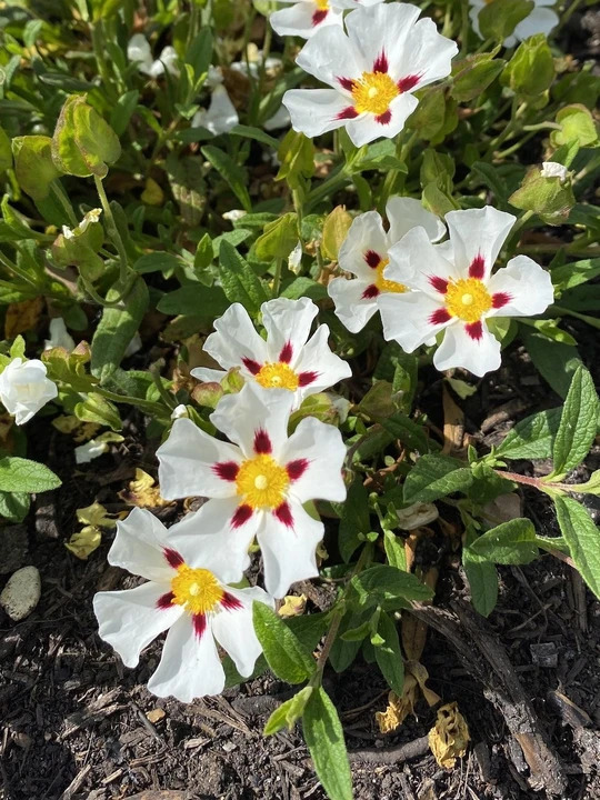 Cistus 'Gordon Cooper' 
