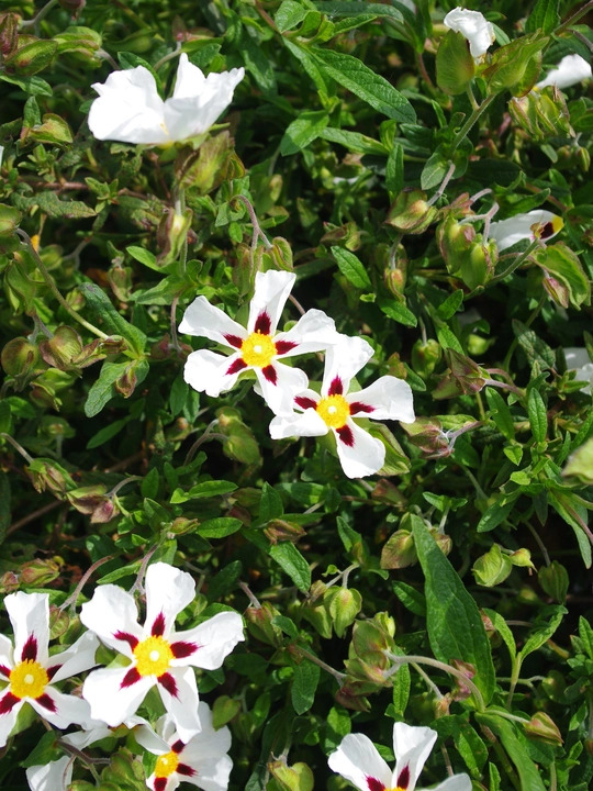 Cistus 'Gordon Cooper' 