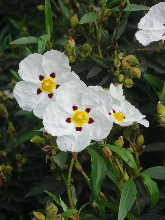 Cistus ladanifer