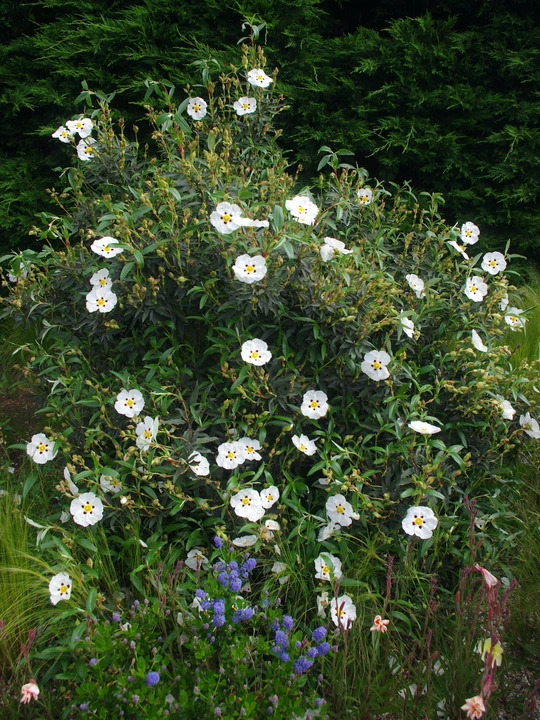 Cistus ladanifer