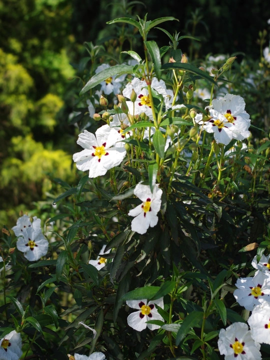 Cistus ladanifer