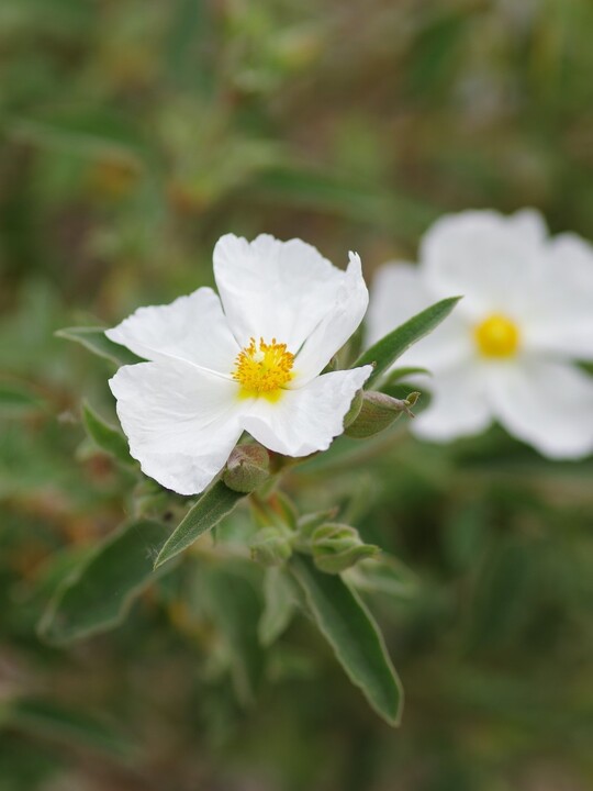 Cistus × argenteus 'Paper Moon'