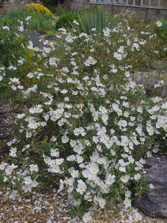 Cistus × argenteus 'Paper Moon'