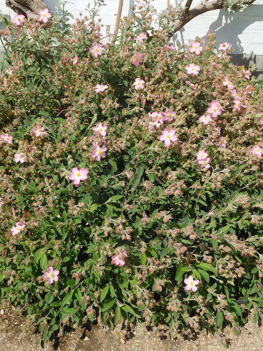 Cistus x argenteus 'Silver Pink'