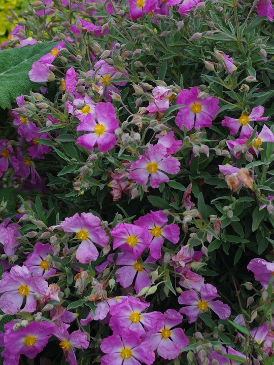 Cistus × bornetianus 'Jester'