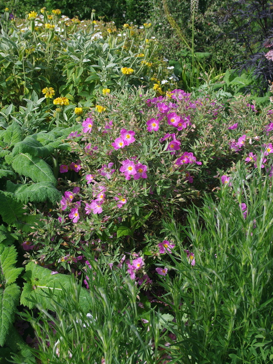 Cistus × bornetianus 'Jester'