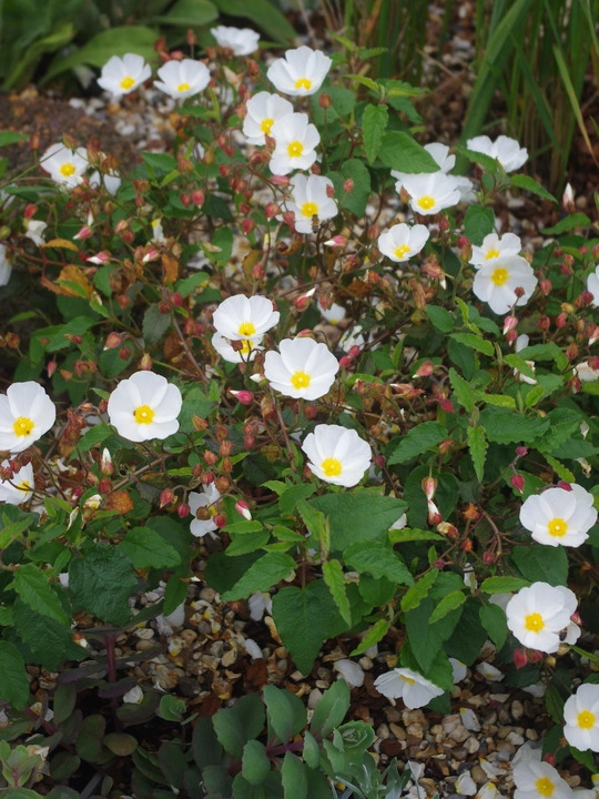 Cistus x hybridus