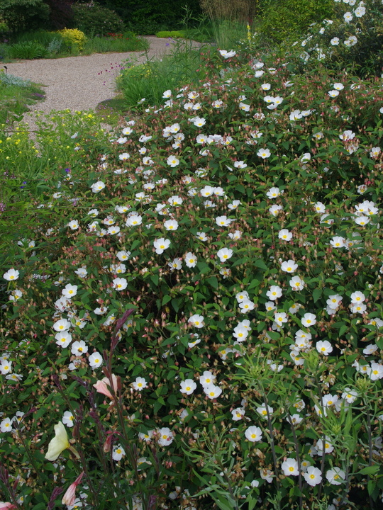 Cistus x hybridus