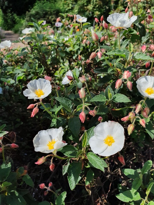 Cistus x hybridus