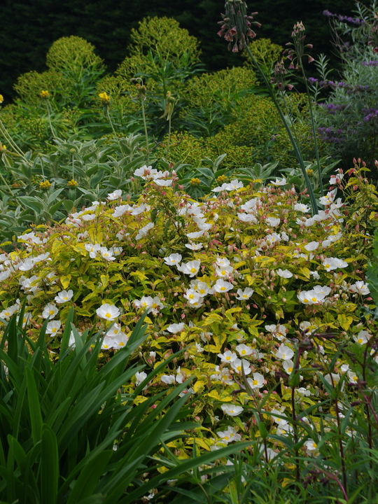 Cistus x hybridus 'Gold Prize'