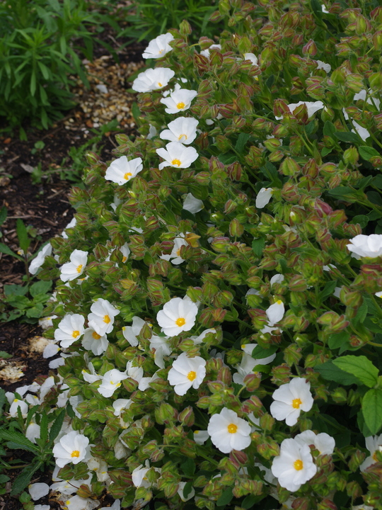 Cistus × laxus 'Snow White'