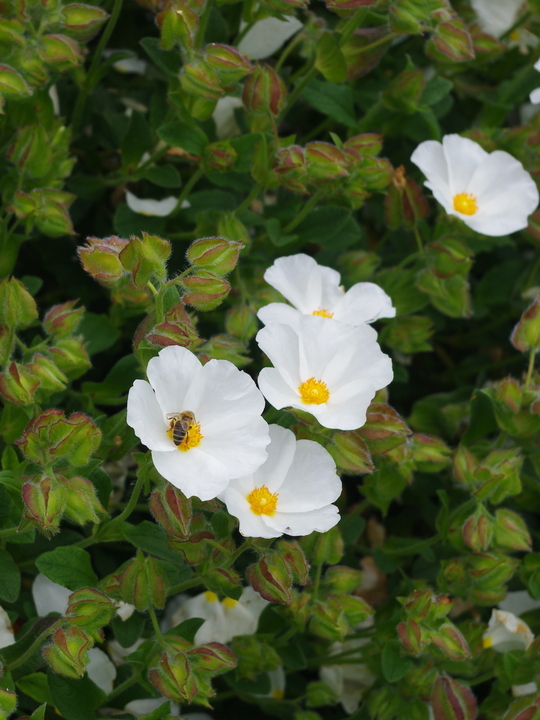 Cistus × laxus 'Snow White'