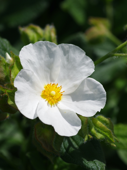 Cistus × laxus 'Snow White'