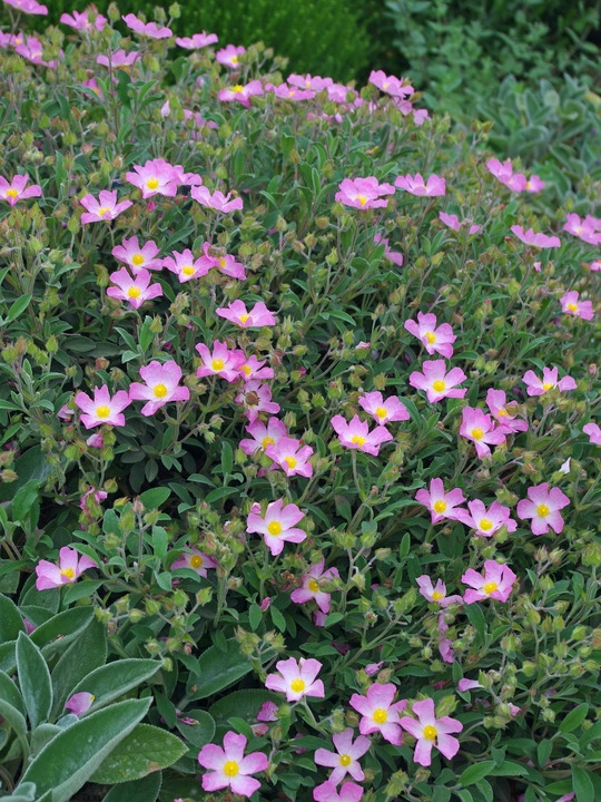 Cistus × lenis 'Grayswood Pink'