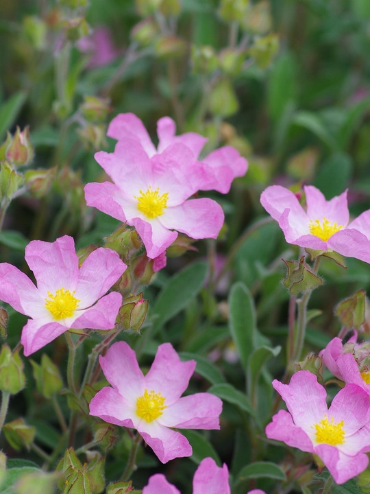 Cistus × lenis 'Grayswood Pink'