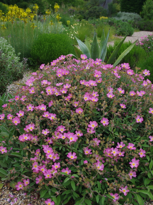 Cistus × lenis 'Grayswood Pink'