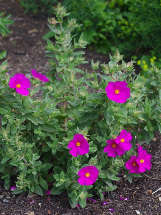 Cistus x pulverulentus 'Sunset'