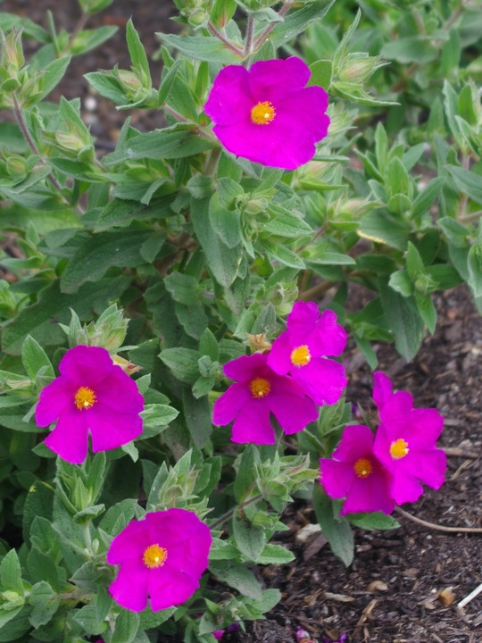 Cistus x pulverulentus 'Sunset'