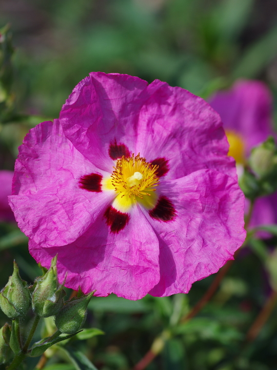 Cistus x purpureus