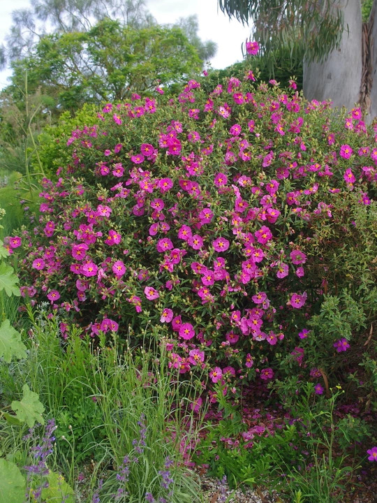Cistus x purpureus