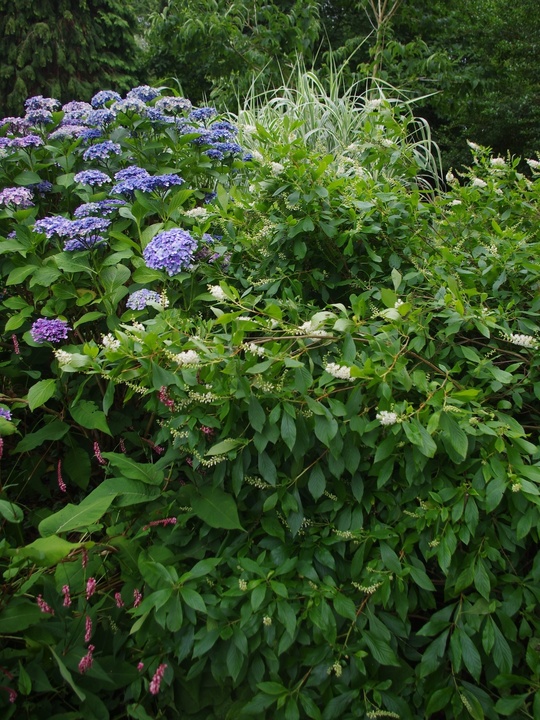 Clethra alnifolia