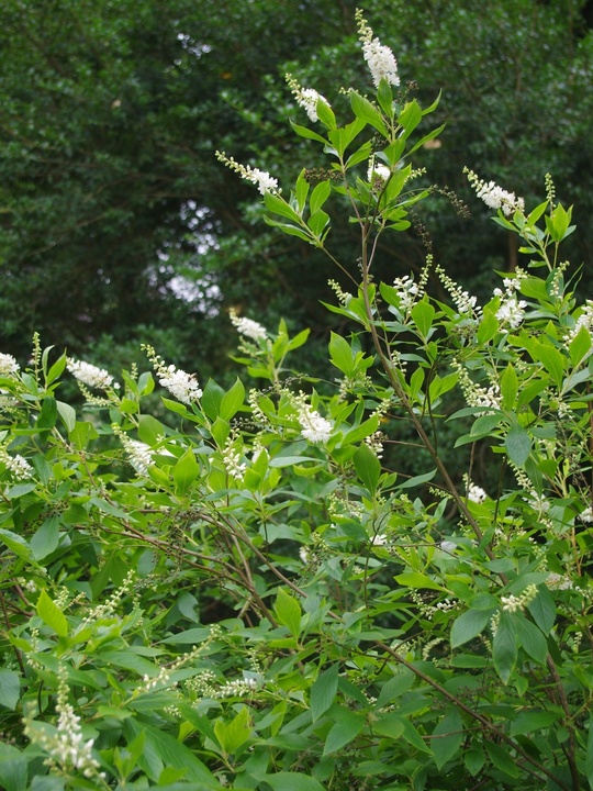 Clethra alnifolia