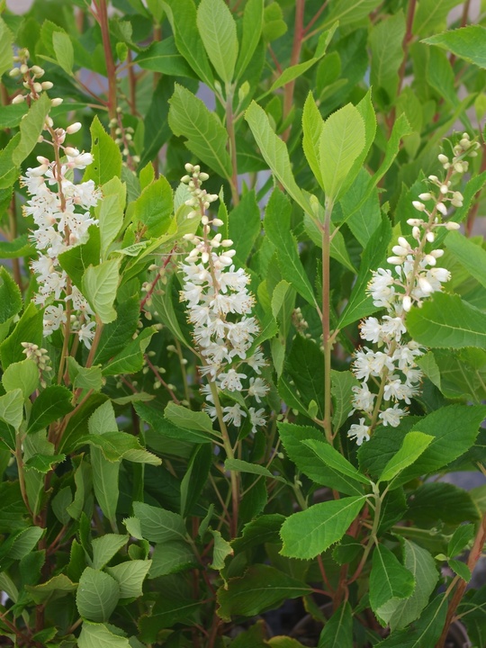 Clethra alnifolia