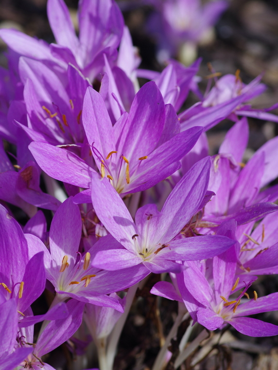 Colchicum 'Lilac Wonder' (DB)