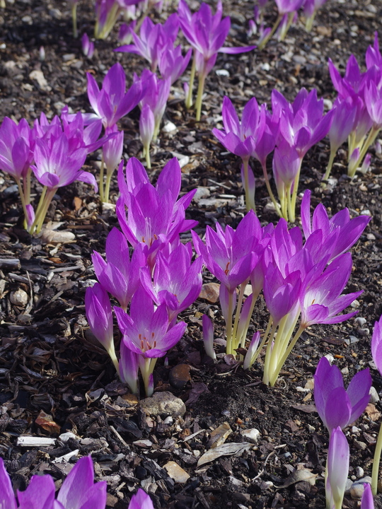 Colchicum 'The Giant' (DB)