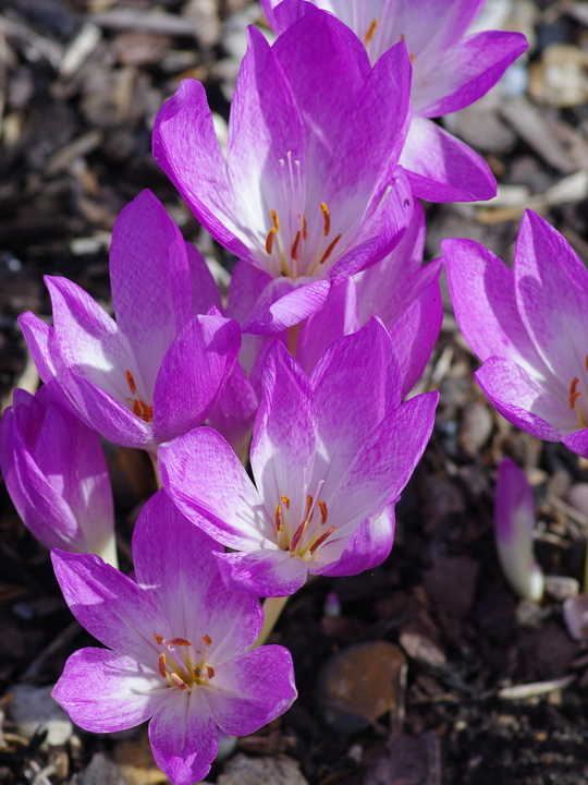 Colchicum 'The Giant' (DB)