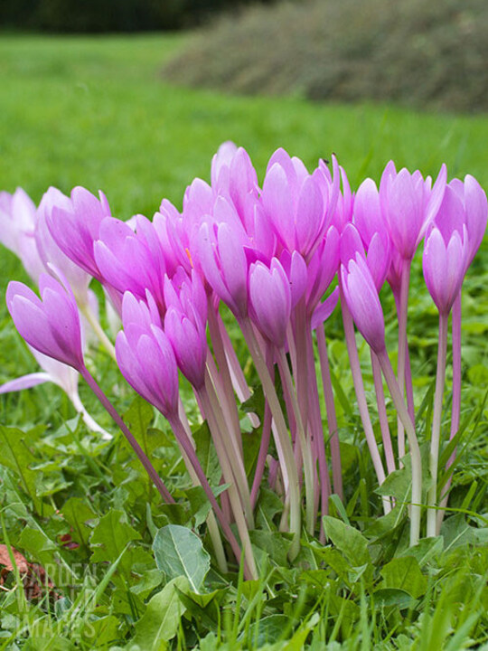 Colchicum 'The Giant' (DB)
