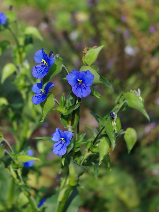 Commelina tuberosa Coelestis Group