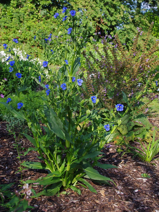 Commelina tuberosa Coelestis Group