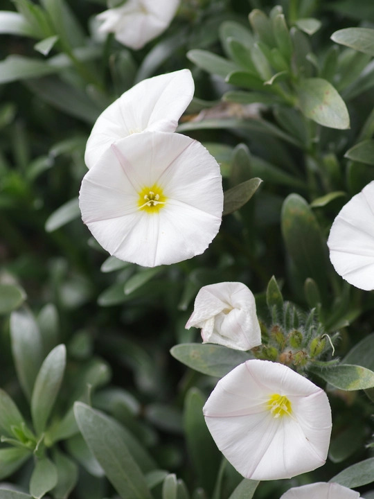 Convolvulus cneorum