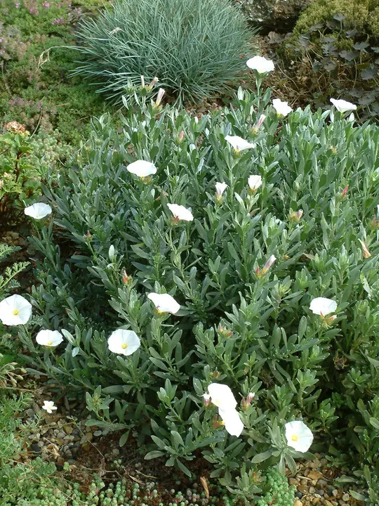 Convolvulus cneorum