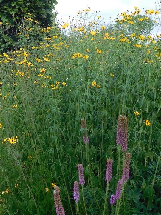 Coreopsis tripteris