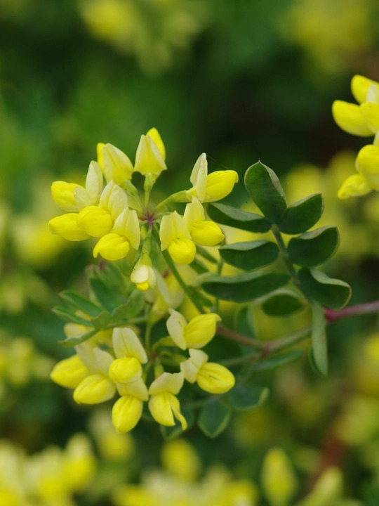 Coronilla valentina subsp. glauca 'Citrina'