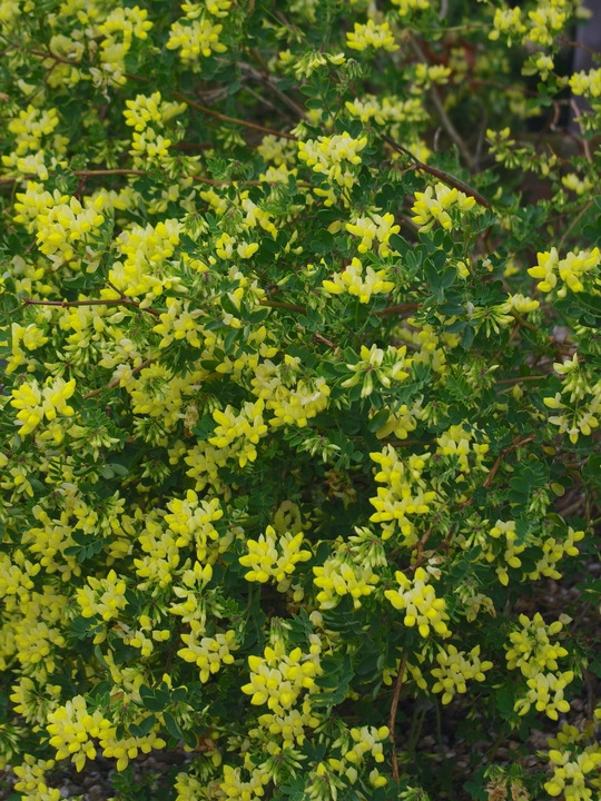 Coronilla valentina subsp. glauca 'Citrina'