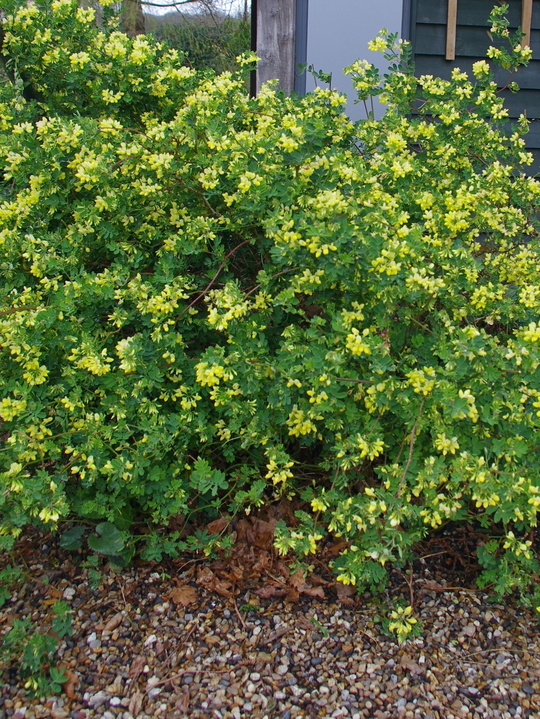 Coronilla valentina subsp. glauca 'Citrina'