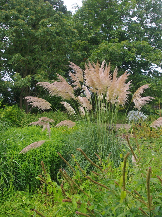 Cortaderia araucana