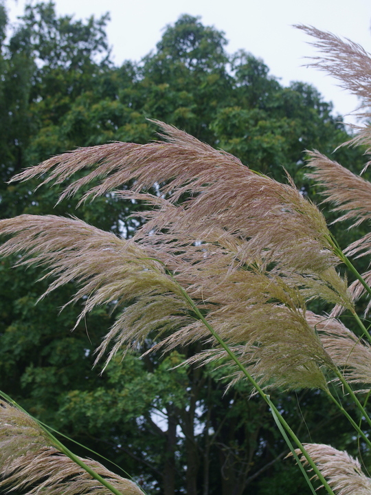 Cortaderia araucana