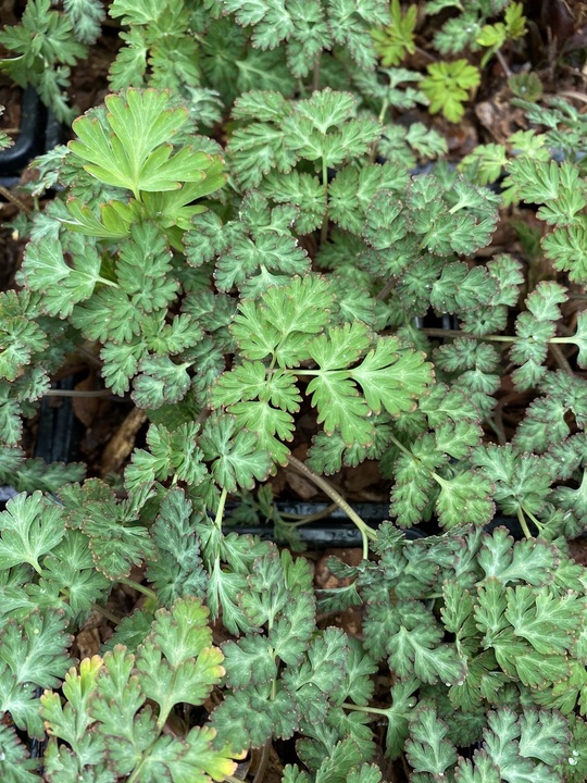 Corydalis anthriscifolia