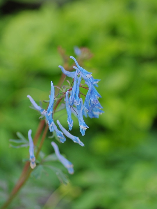 Corydalis flexuosa 'China Blue'